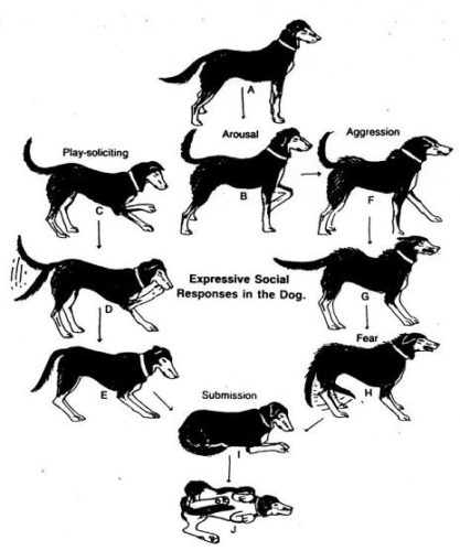 Understanding dog behaviour, by a dog behaviourist | Foodie Pooch ...