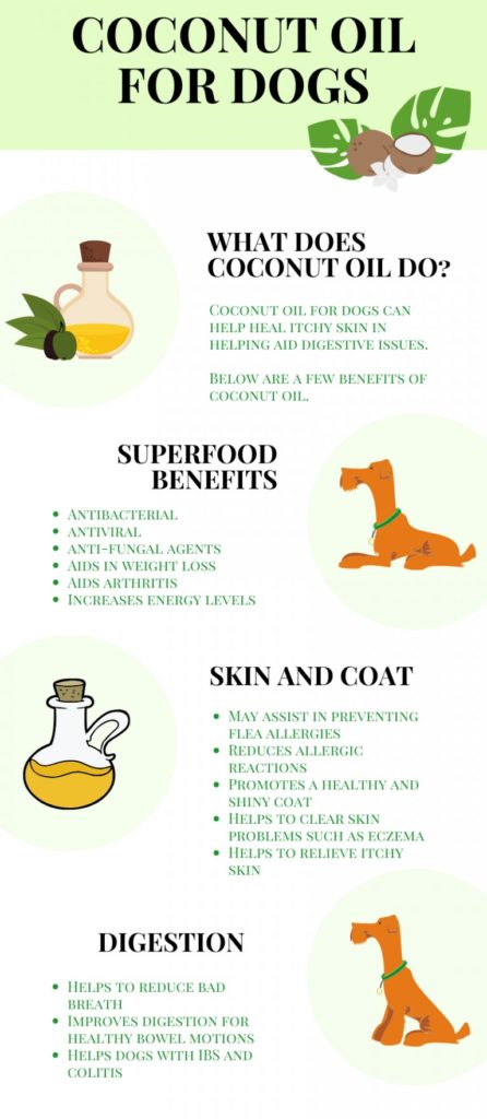 Coconut oil for dogs | Foodie Pooch - Canine Nutrition